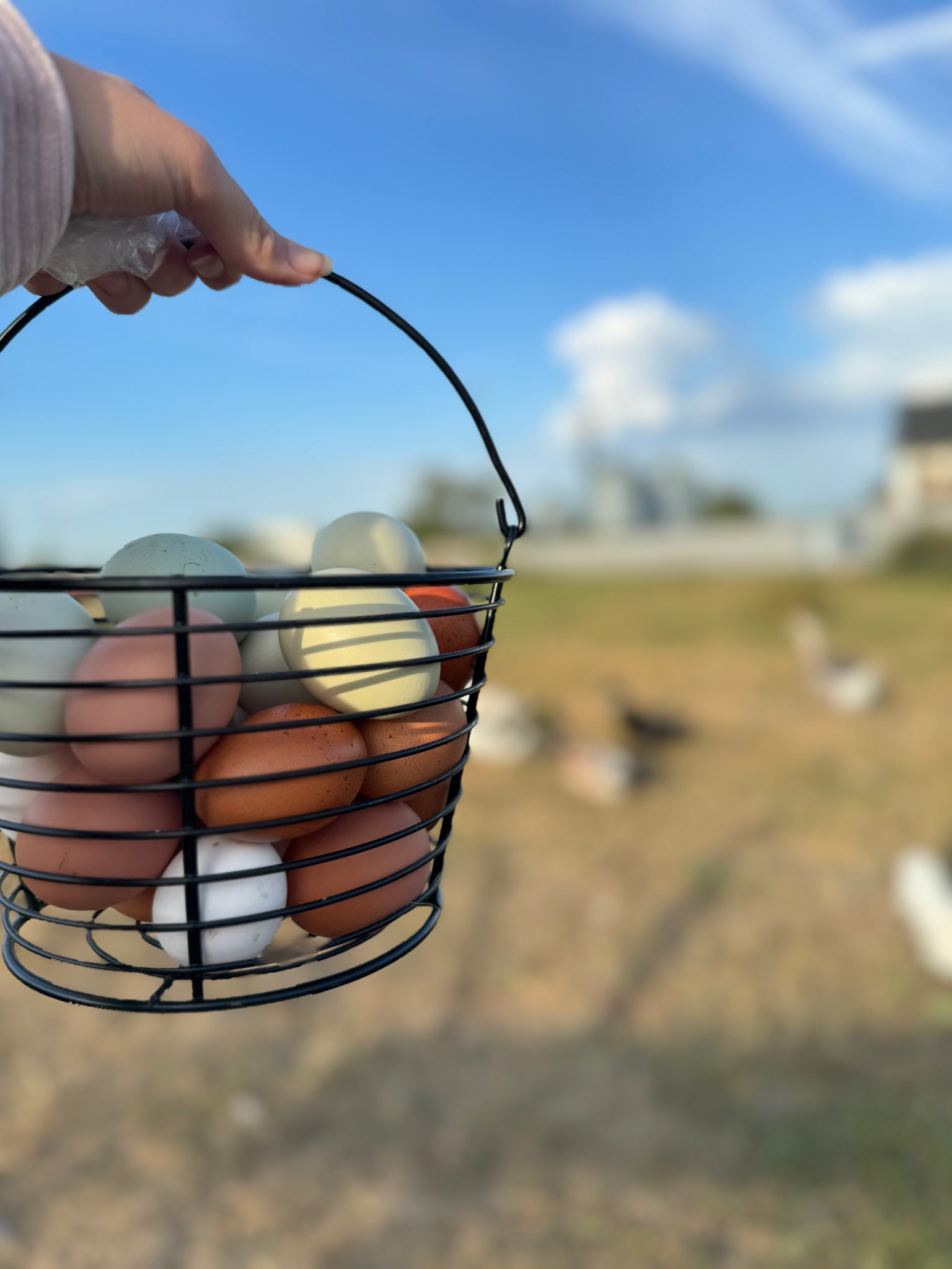 Farm Fresh Eggs